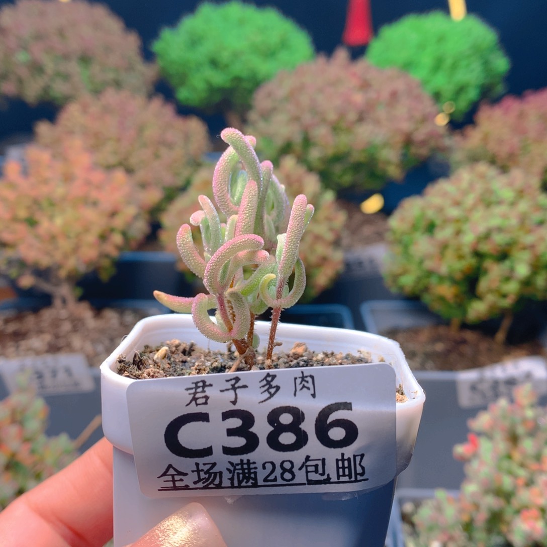 c386橙叶锦枝干番杏