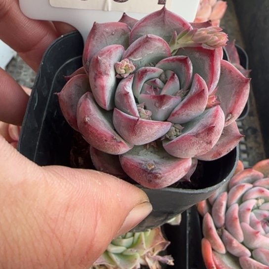 64睫毛一物一拍多肉