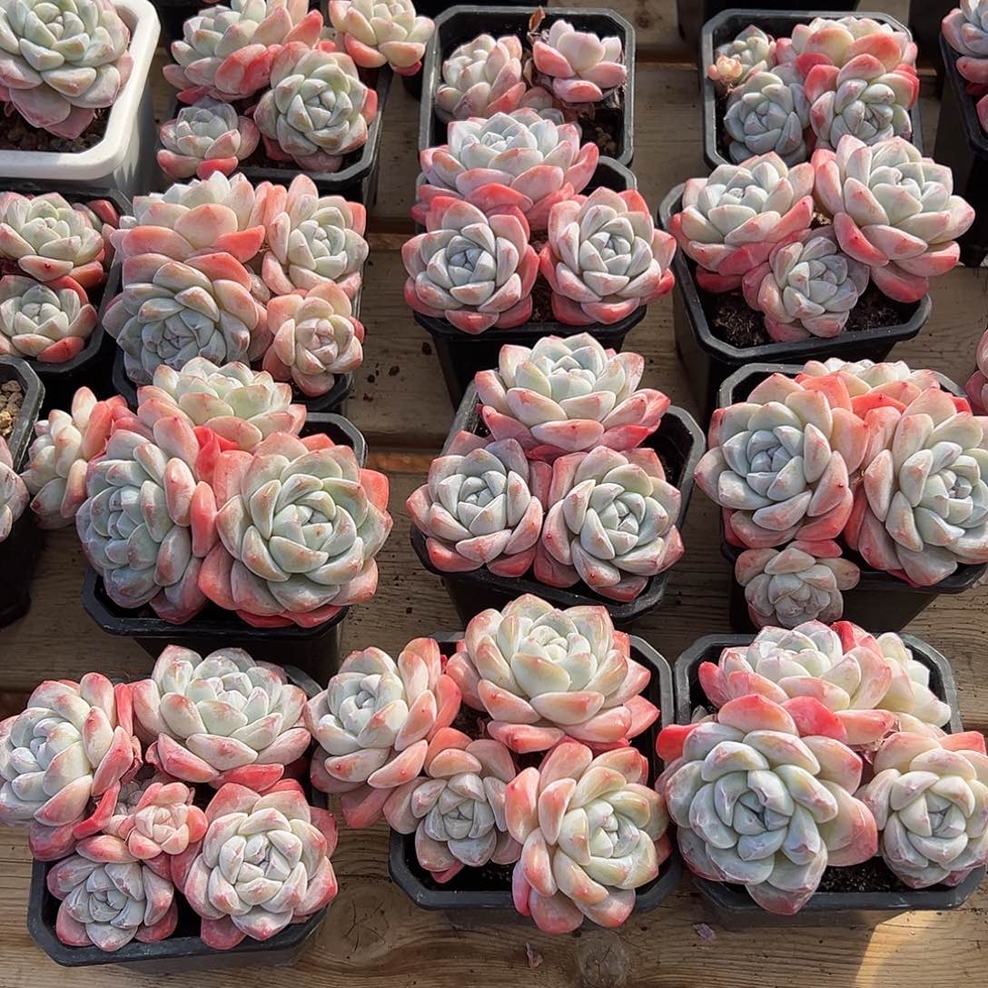 2颗，可挑哈哈哈哈哈
