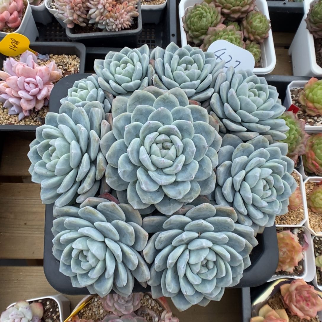 大冠服冰玉捧花427号。 