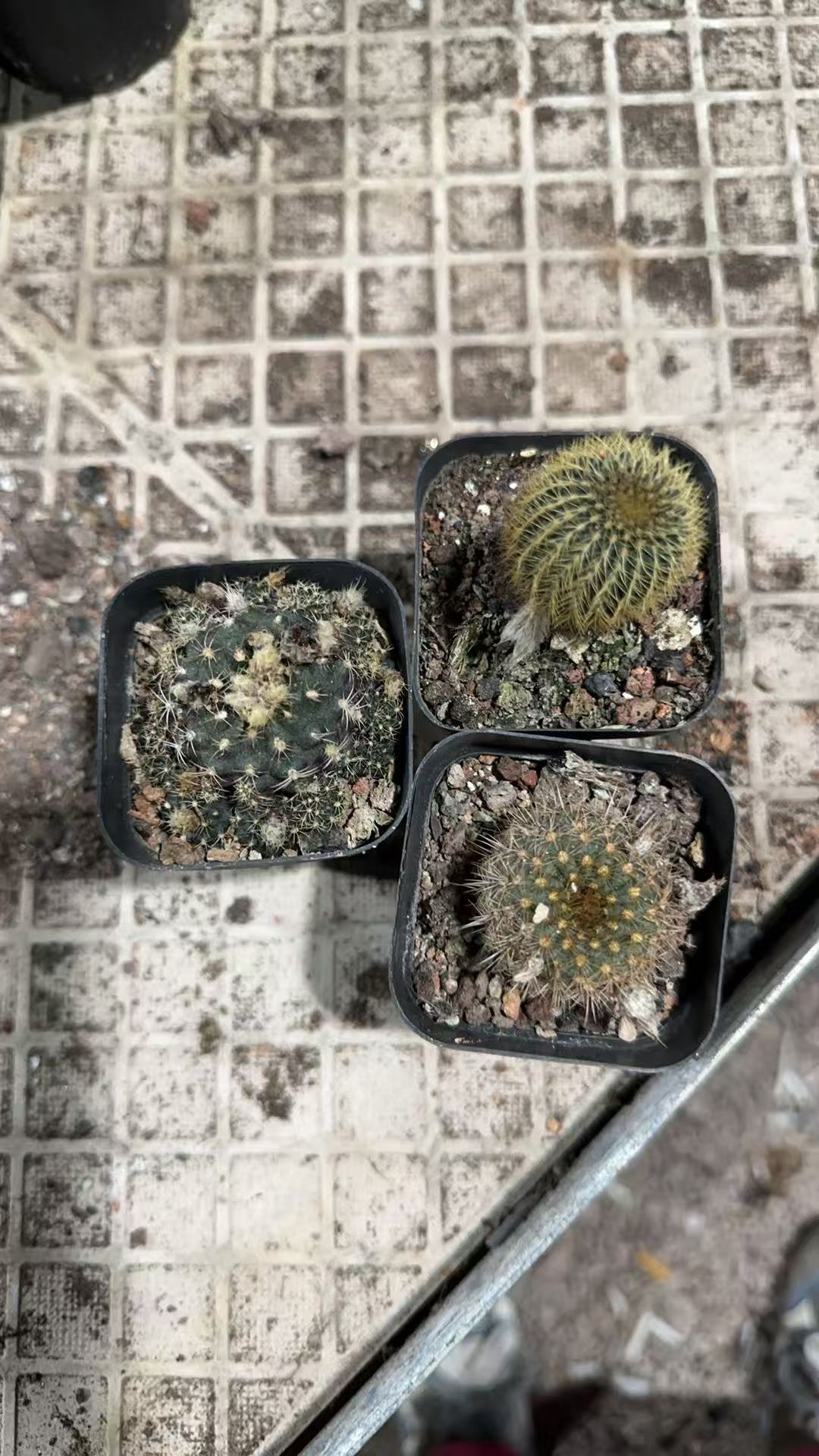 满十八包邮【3棵士童组合仙人球】