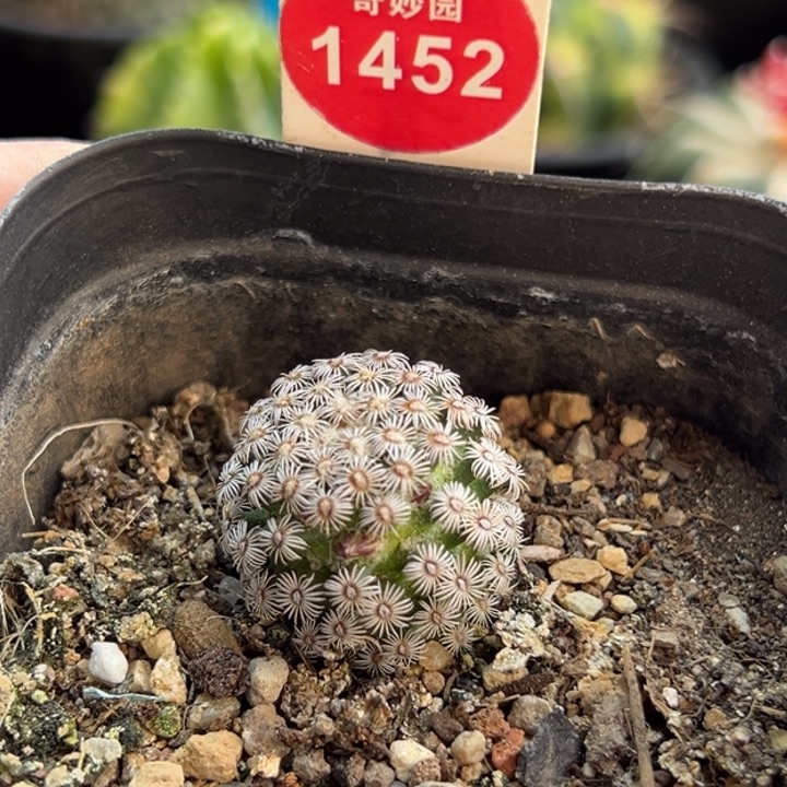 实生红花克氏丸2.3cm