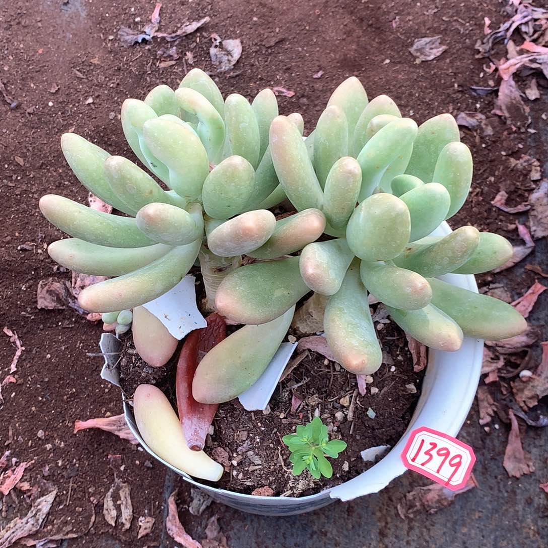 m****8芒果奶1399晓晓一物一拍