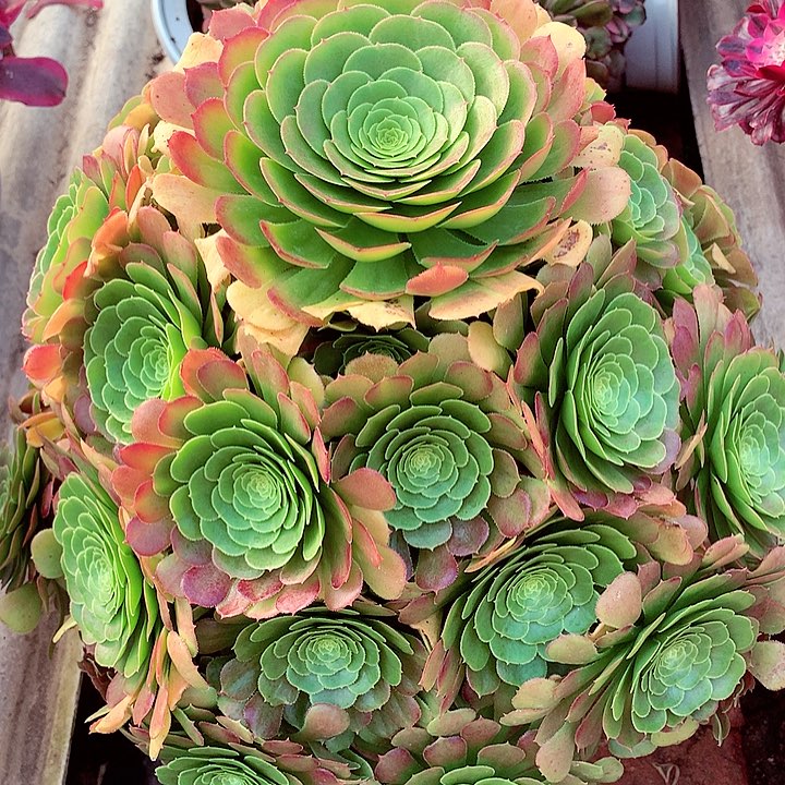 圣洛拉多肉植物啊啊