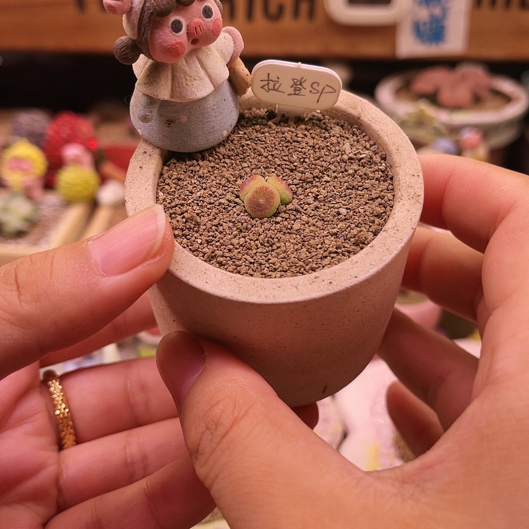 三头拉登sp状态色