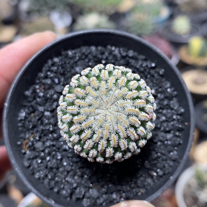 实生白斜子132号2.8cm