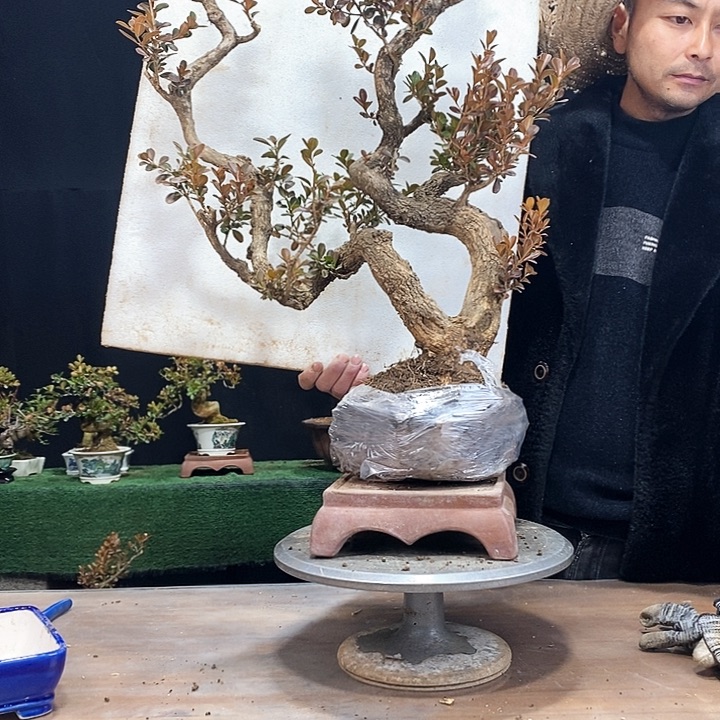 木本用****7你的人生态度就是这样