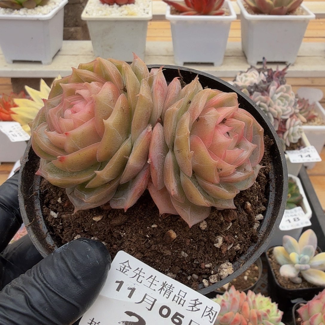 1105-20琉璃盏双头