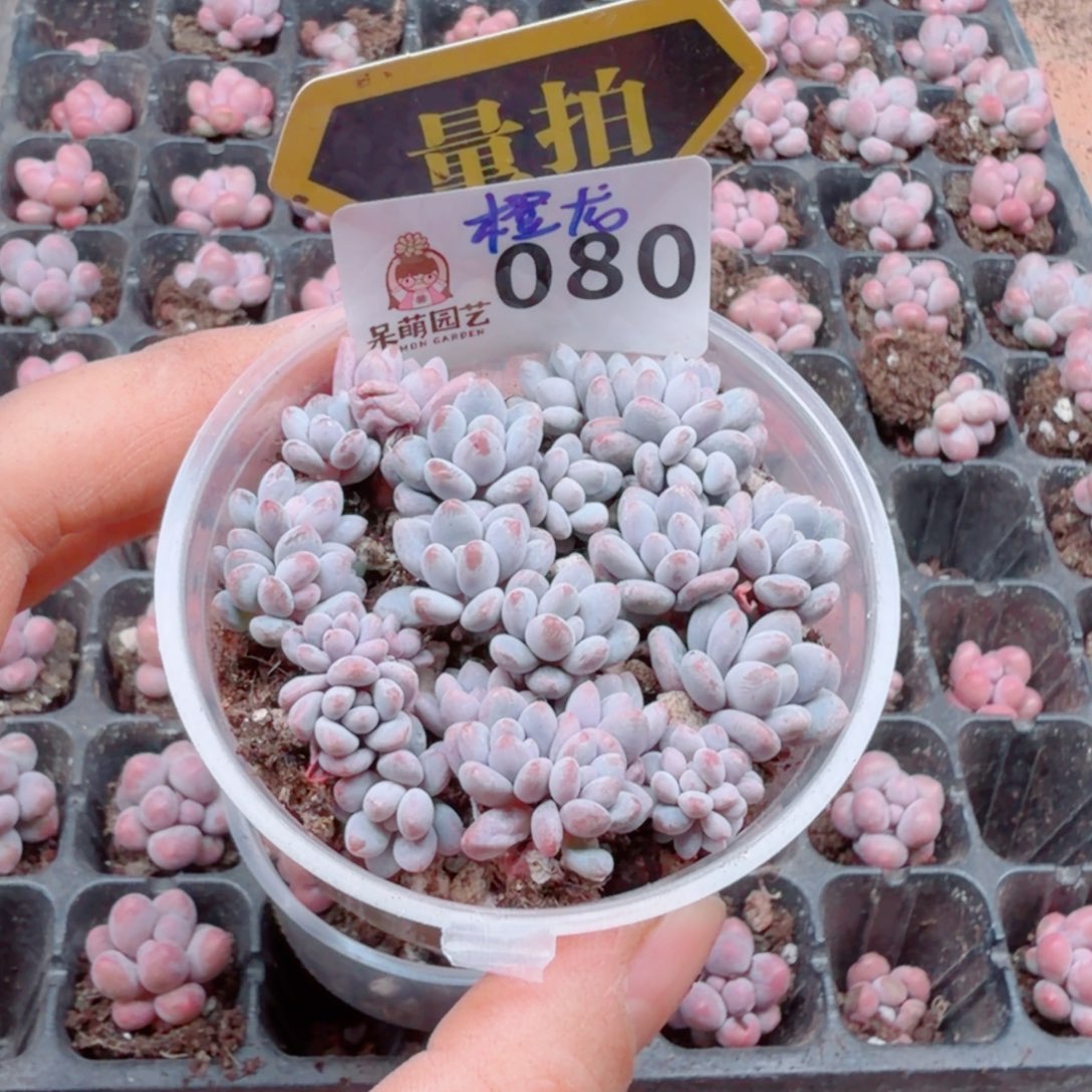 多肉植物多肉植物