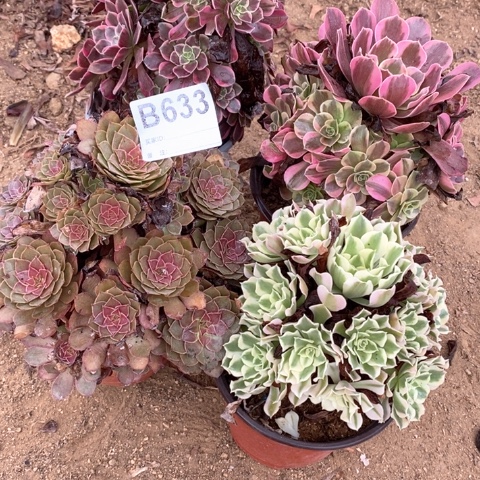 小***办633四颗法师多肉植物
