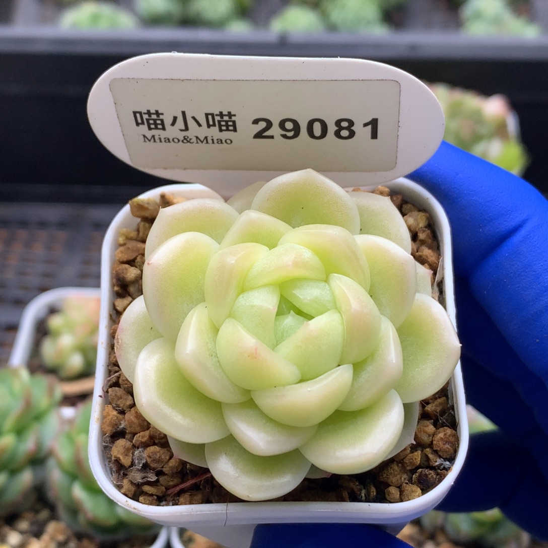 多肉植物杂交珍妮