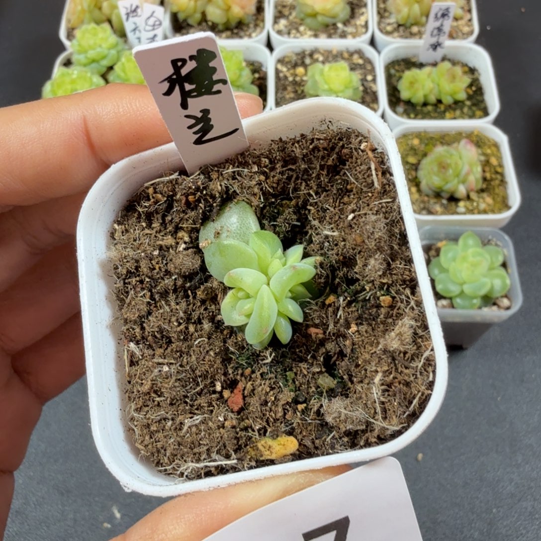 楼兰三头一物一拍217