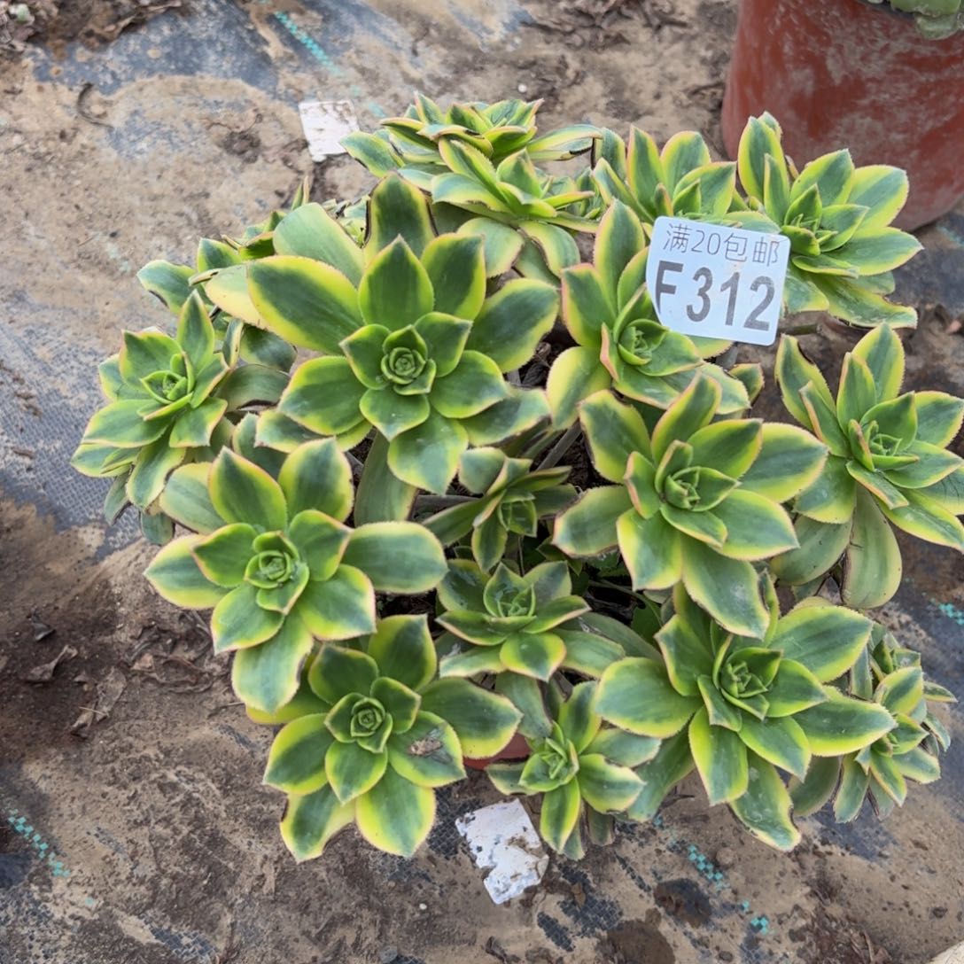 312多肉植物捧花的时候