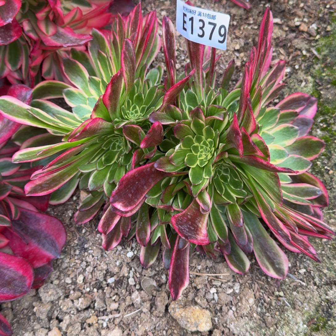 1379朝霞。多肉植物
