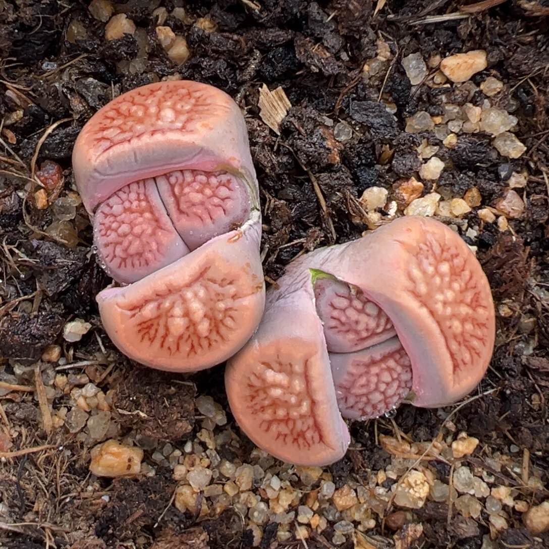 2.13好看的多肉288