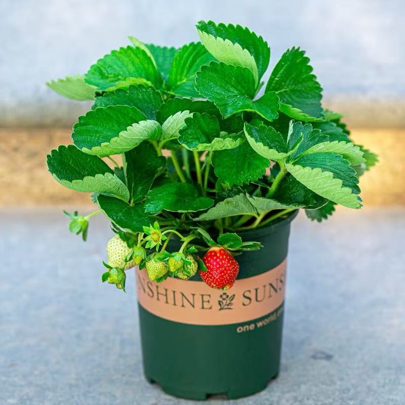 （原盆原土冻死包赔）0.7加仑带花带小青果盆栽室内外阳台种植易活