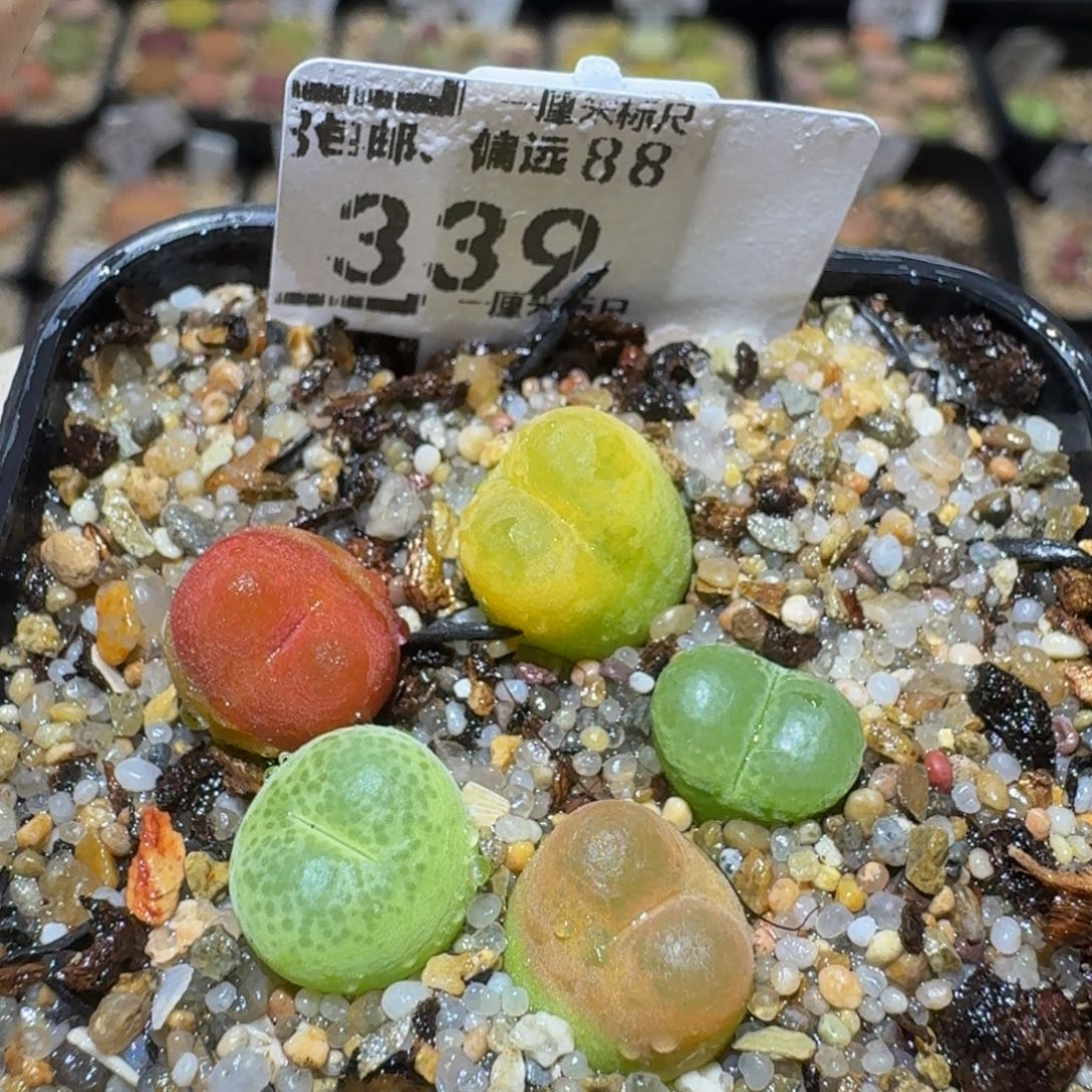 Ssss精品生石花339