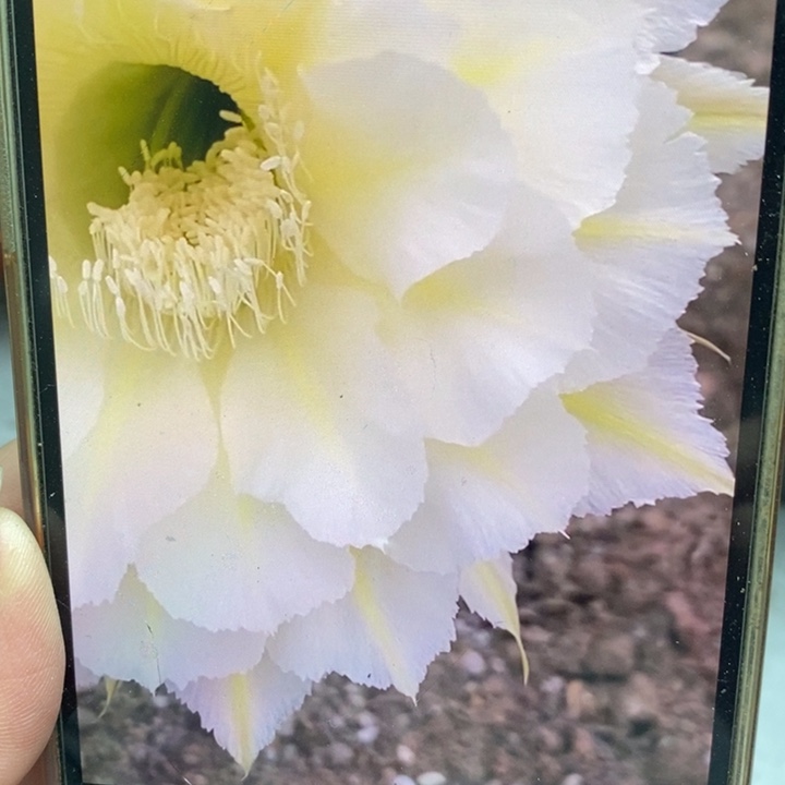 彩草黄白羽带根6公分左右干皮