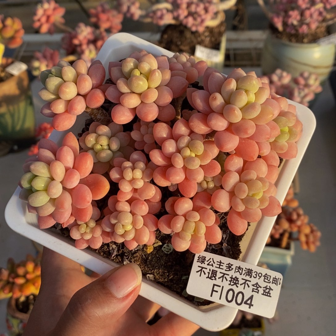 004鱼子酱多肉11cm