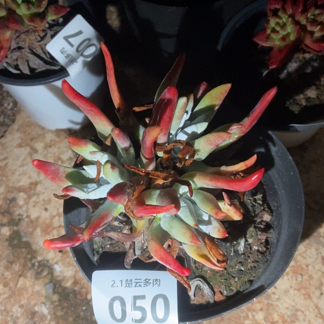 050多肉植物啦啦啦