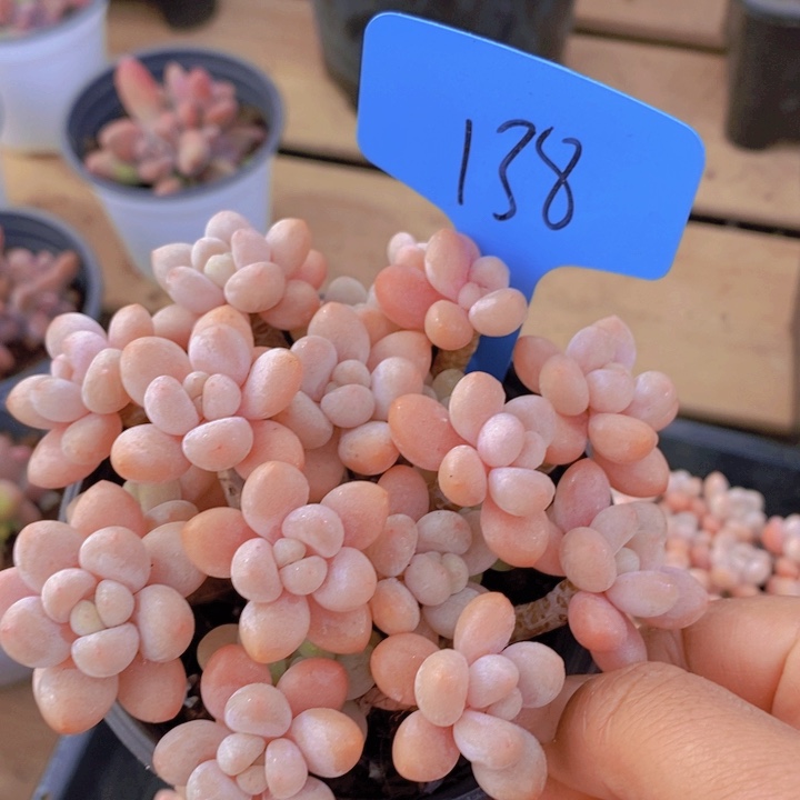 这么久不给孩子打电话