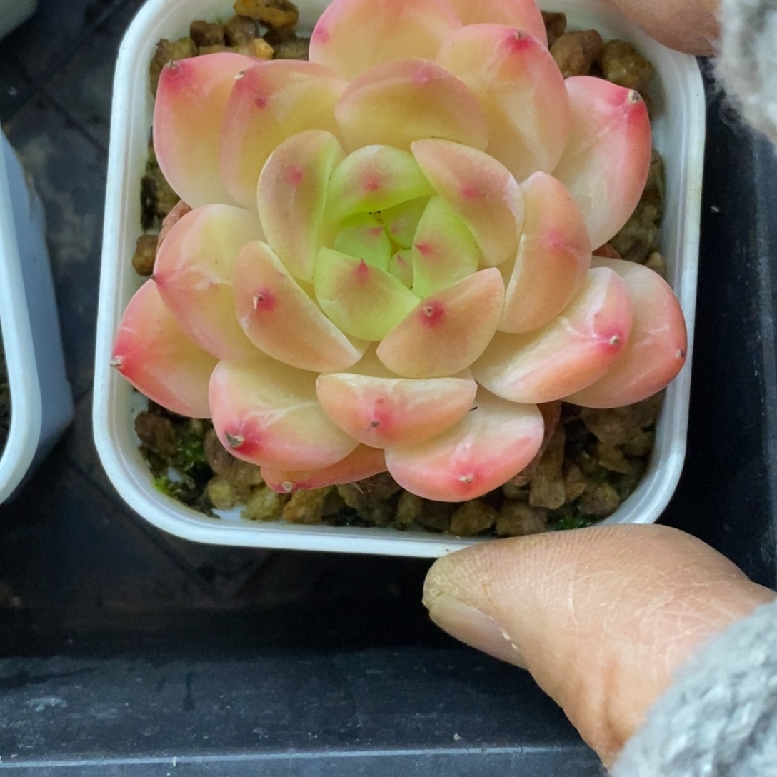 精品多肉一物拍不包整165