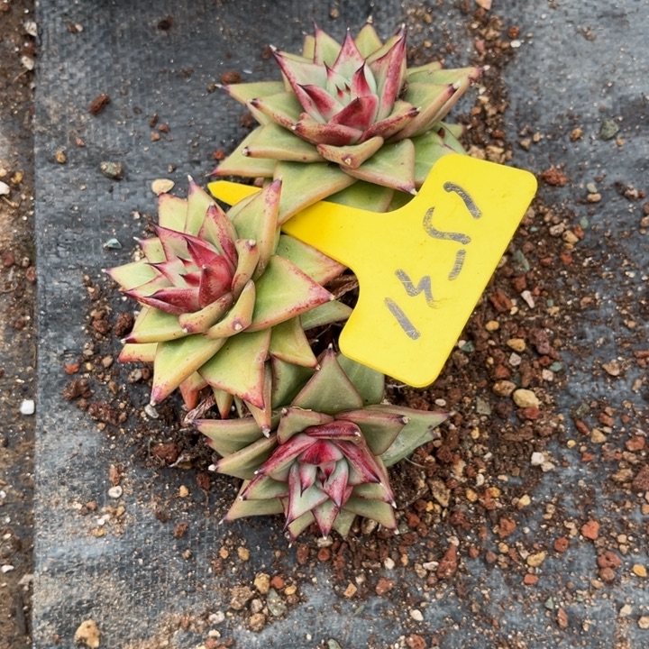 哦***哦1531多肉00000000000888