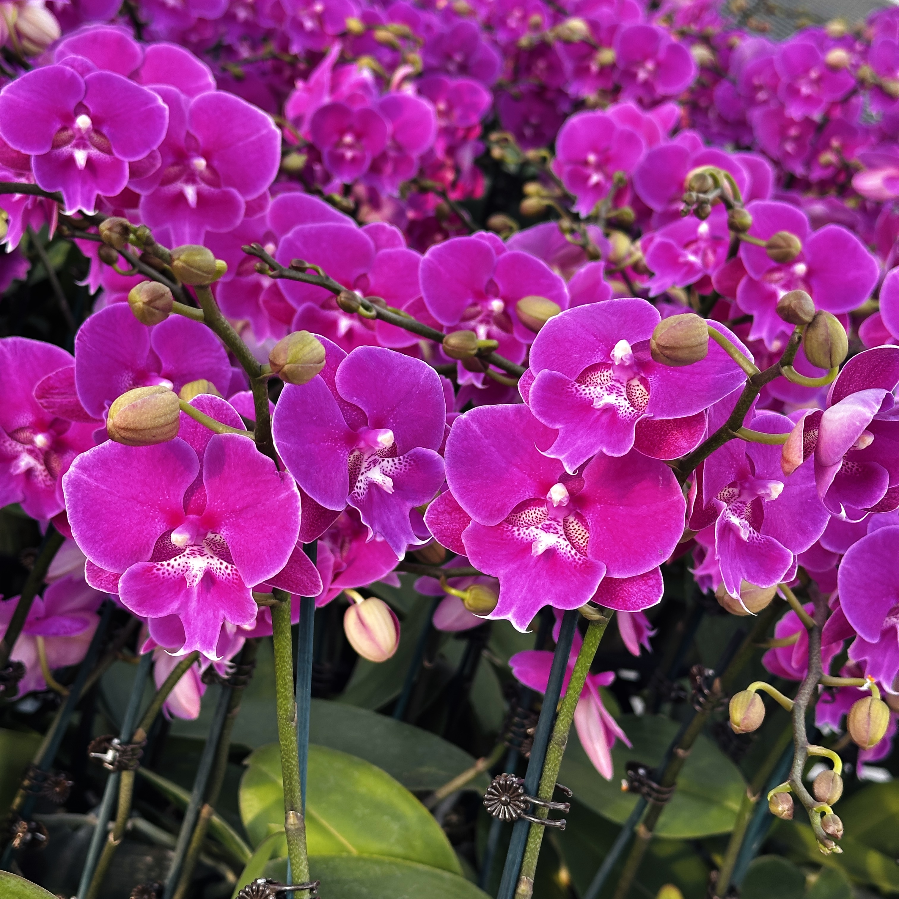 蝴蝶兰【大红豆】 花色娇艳耐养适合室内观赏 送人送礼1-2