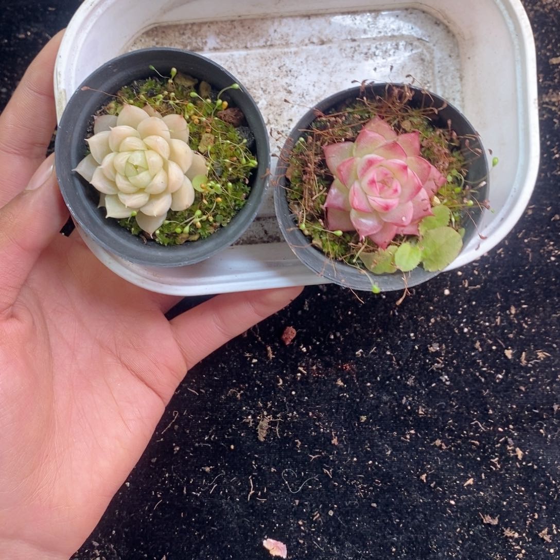 ❤️****2-158多肉多肉多肉多肉