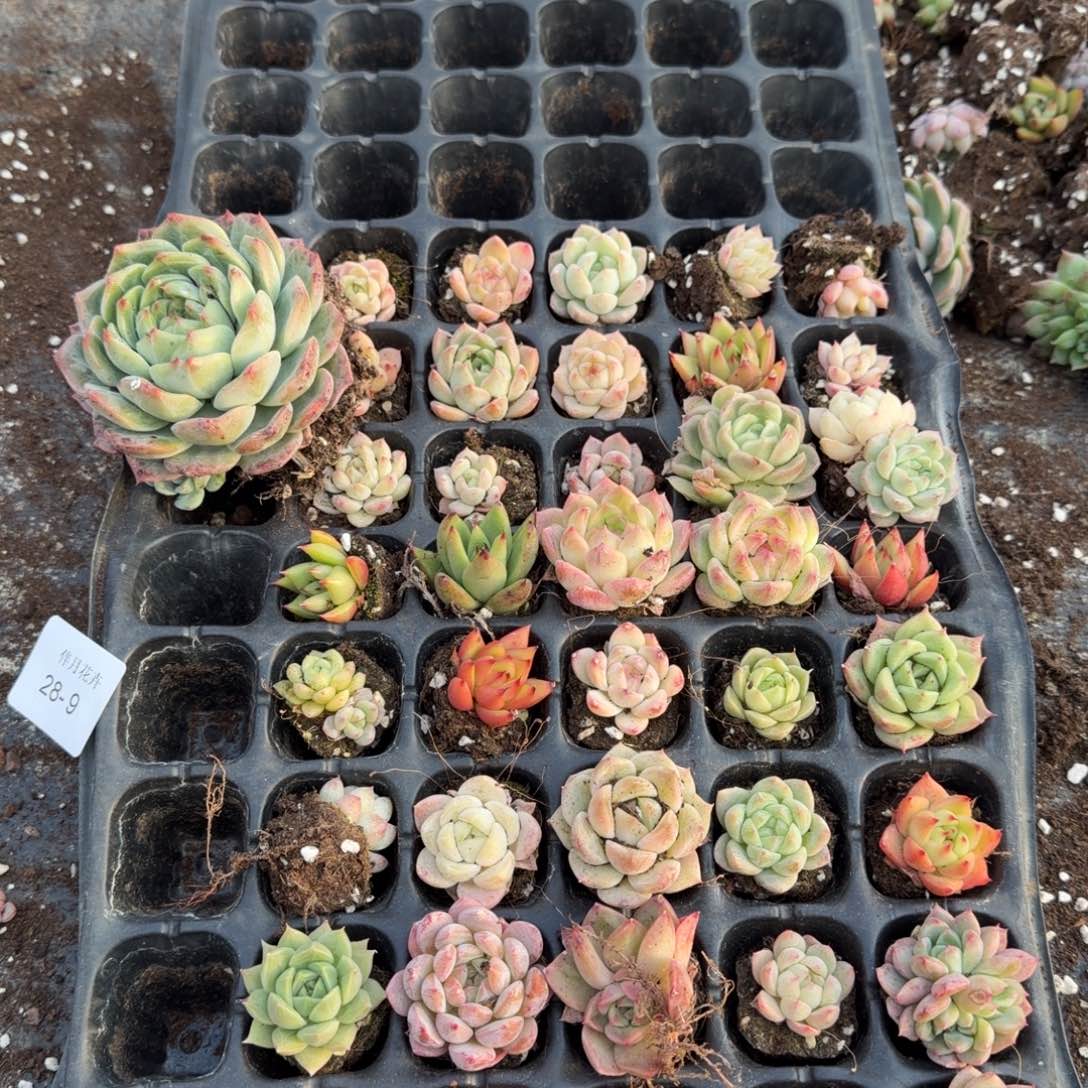 28-27多肉杂交麦秆东云珍妮混合加大麦秆一颗量拍左五