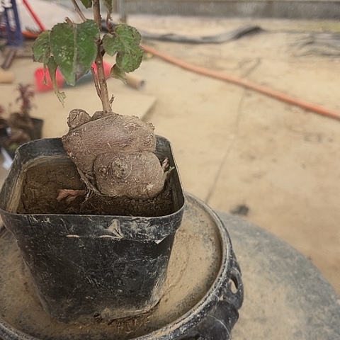 清***梦无花朵小微盆景艺术学院造型设计
