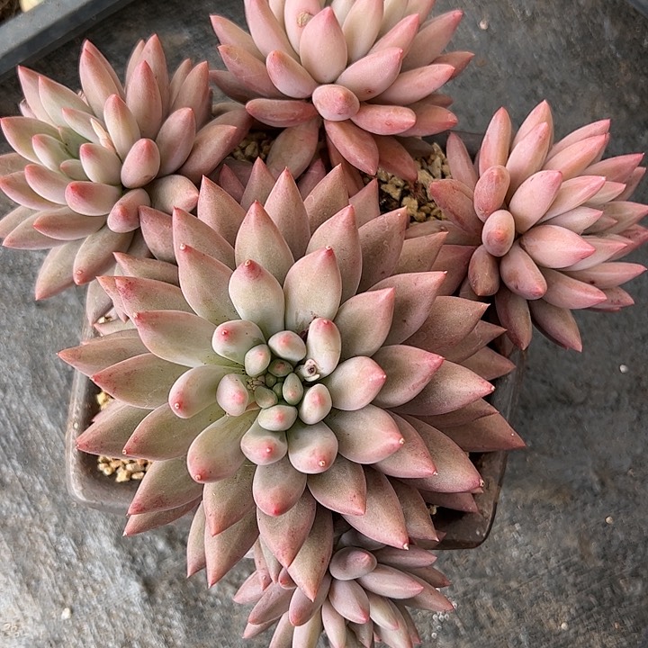 【闪购商品】鱼姬美人