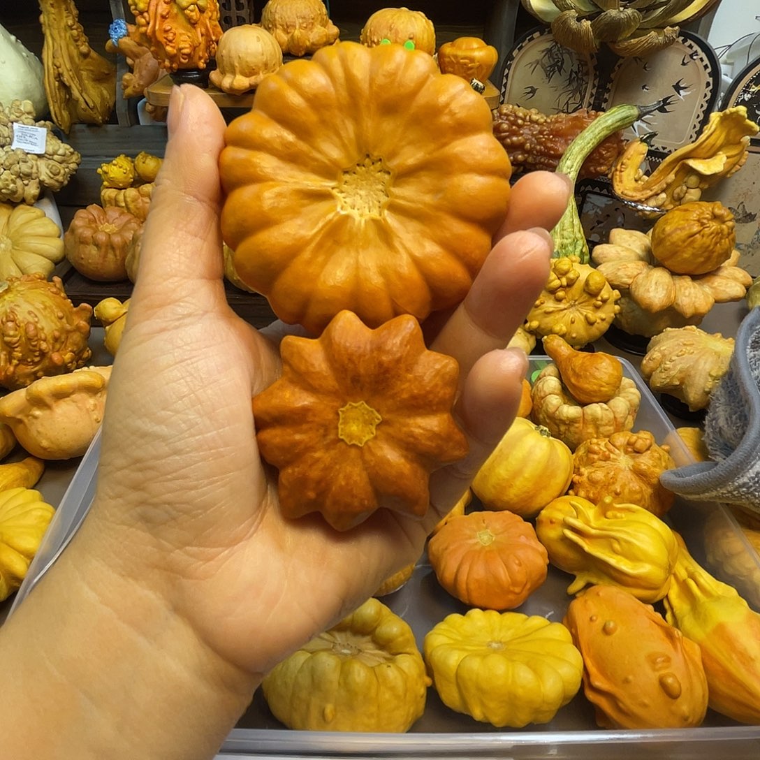 巨***计葫芦花饼章鱼 开播福利