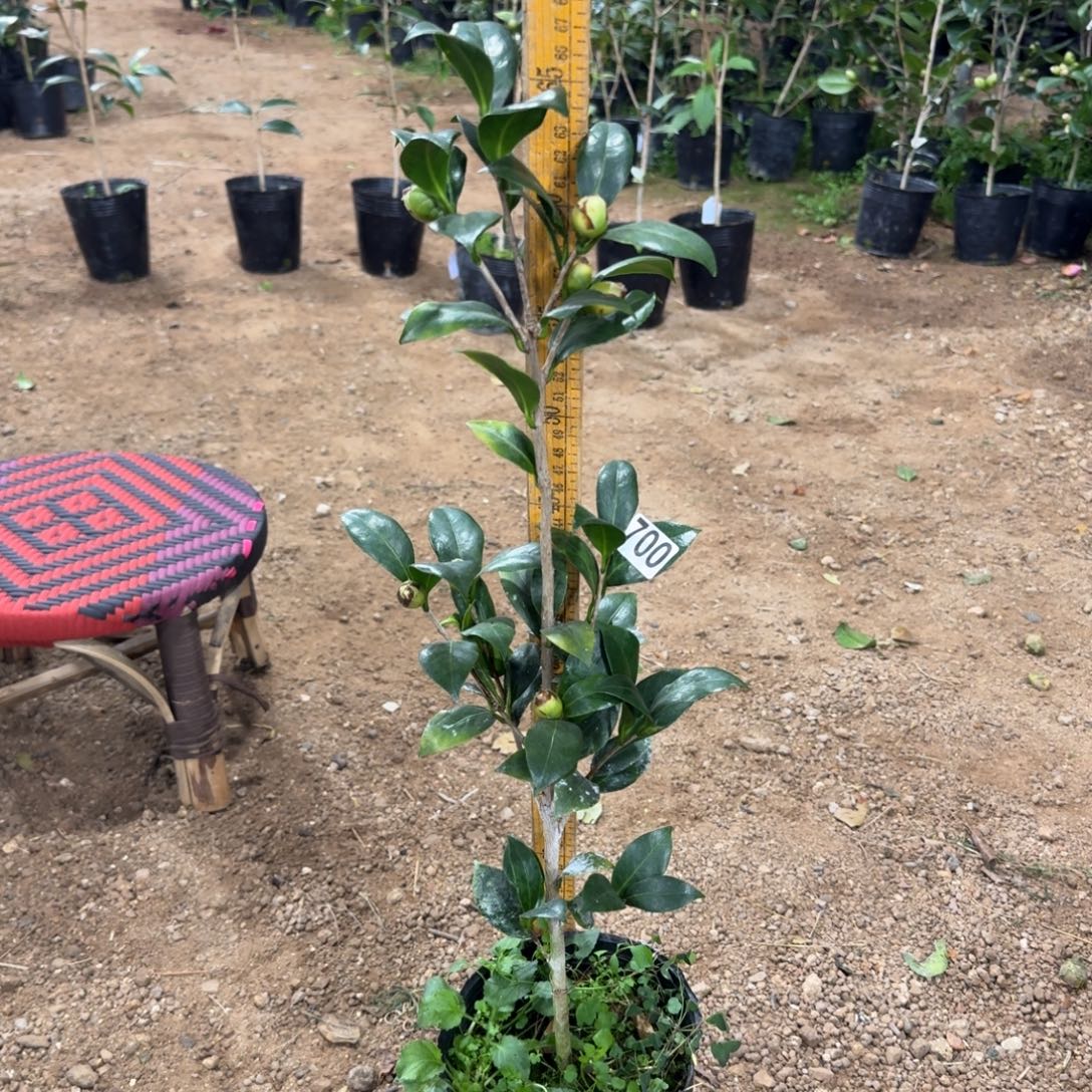 少量花朵（建议范围：2朵-5朵 或40%以下）700黄达