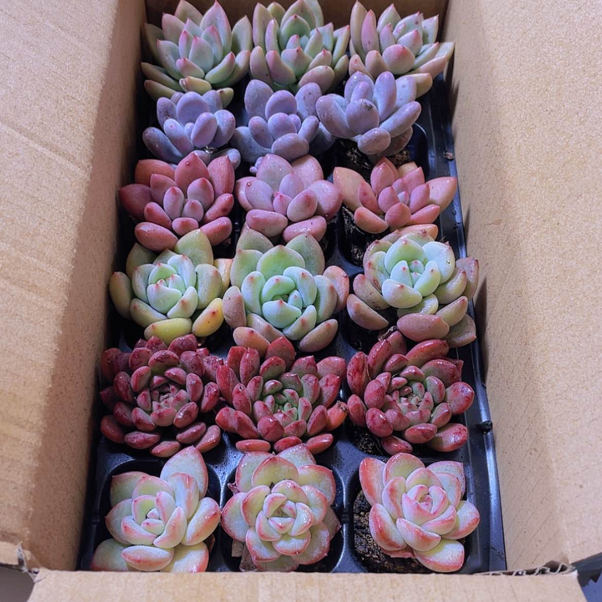 【闪购商品】18颗-154