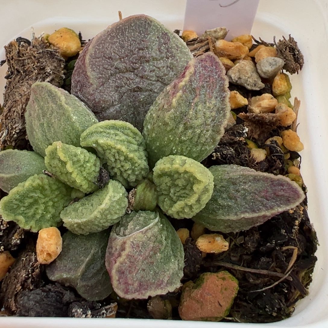 奶油感实生新品大苗