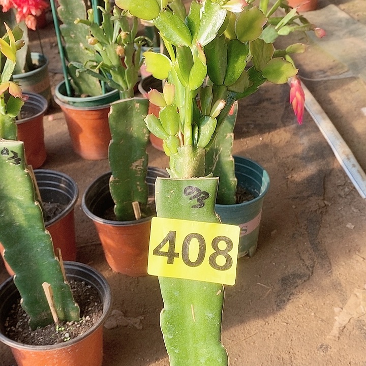 无花朵活****！073/408号