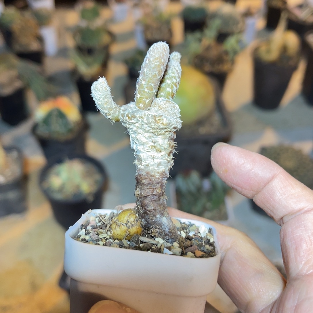 实生帽子团扇块根一物一拍