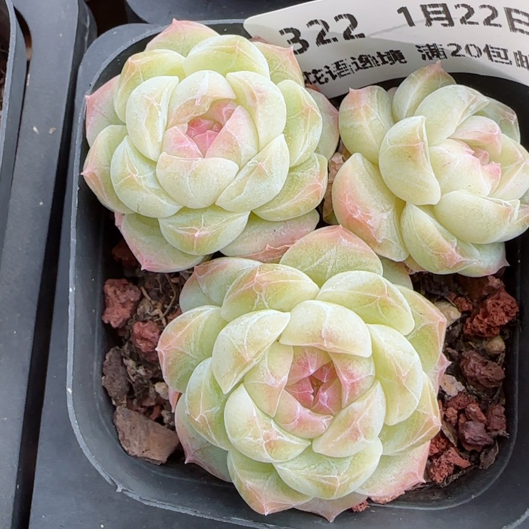 花语逸境0122-322