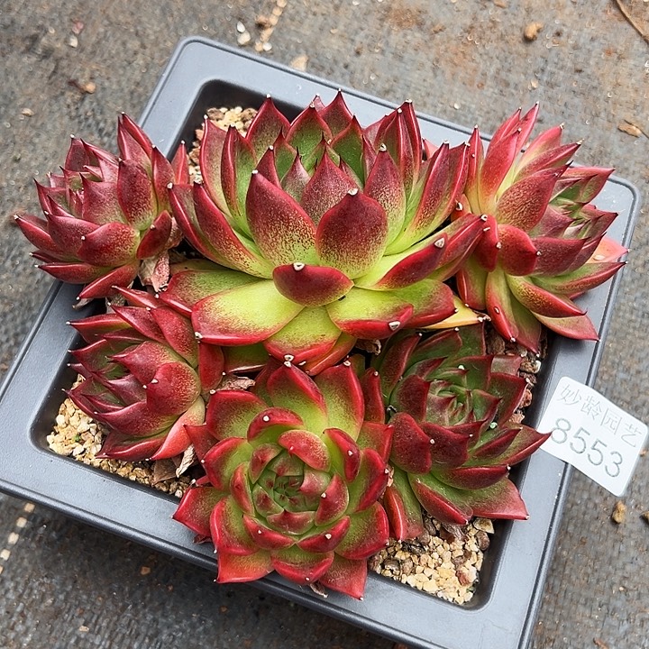 8553杂交多肉植物结果