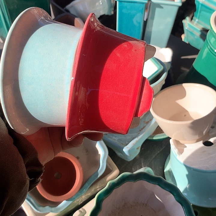 紫砂哈哈真的超级可爱哈哈哈