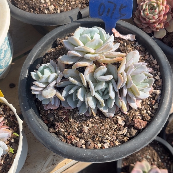 蘸***甜雪特多肉植物0175