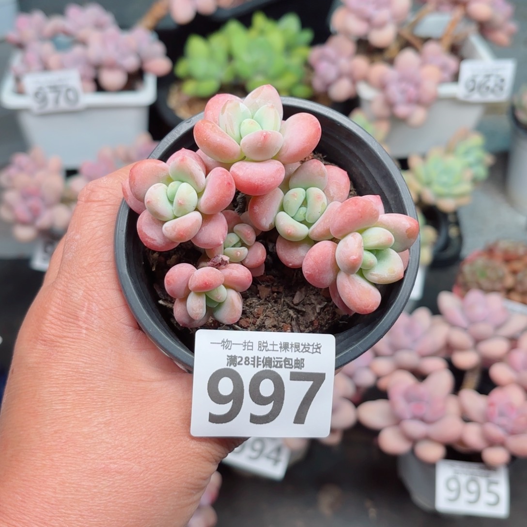 橘子洛神多肉多肉多肉