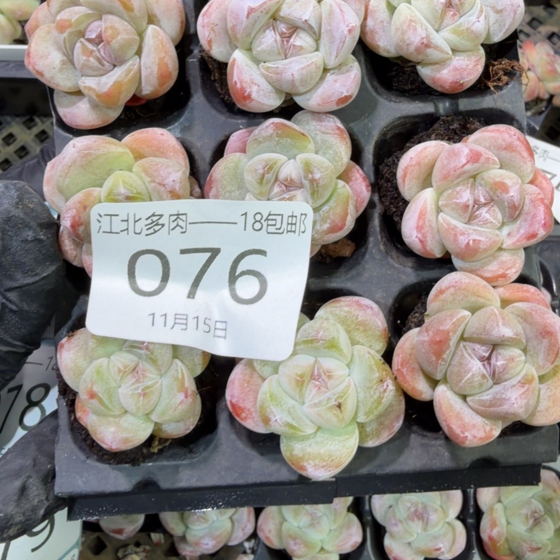 花***熙76 号江北多肉到手1框