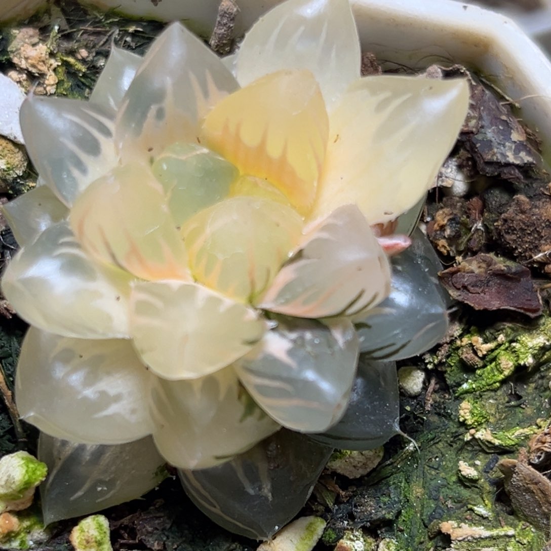 恭喜发财大吉大利0132