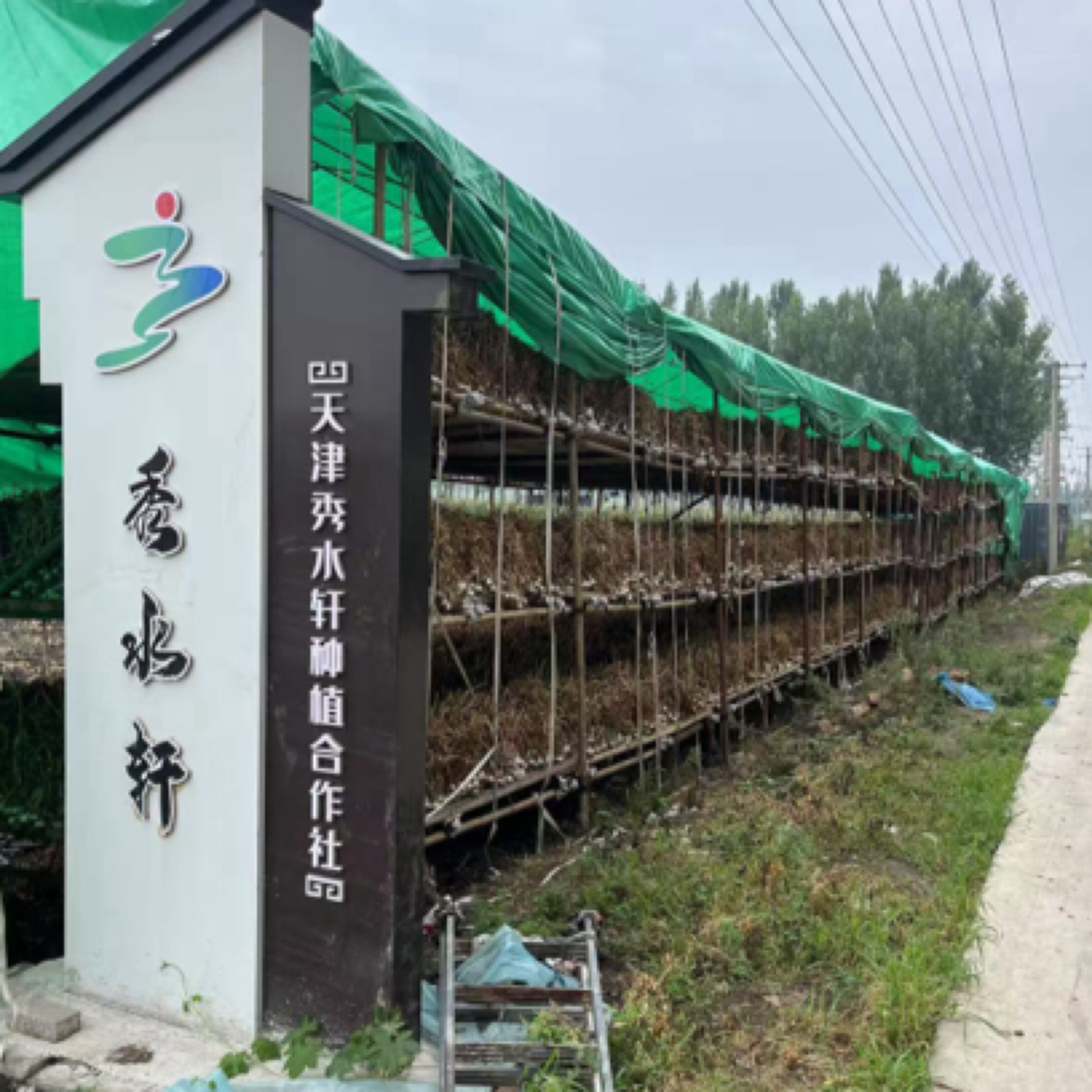 宝坻六瓣红紫皮大蒜福利款