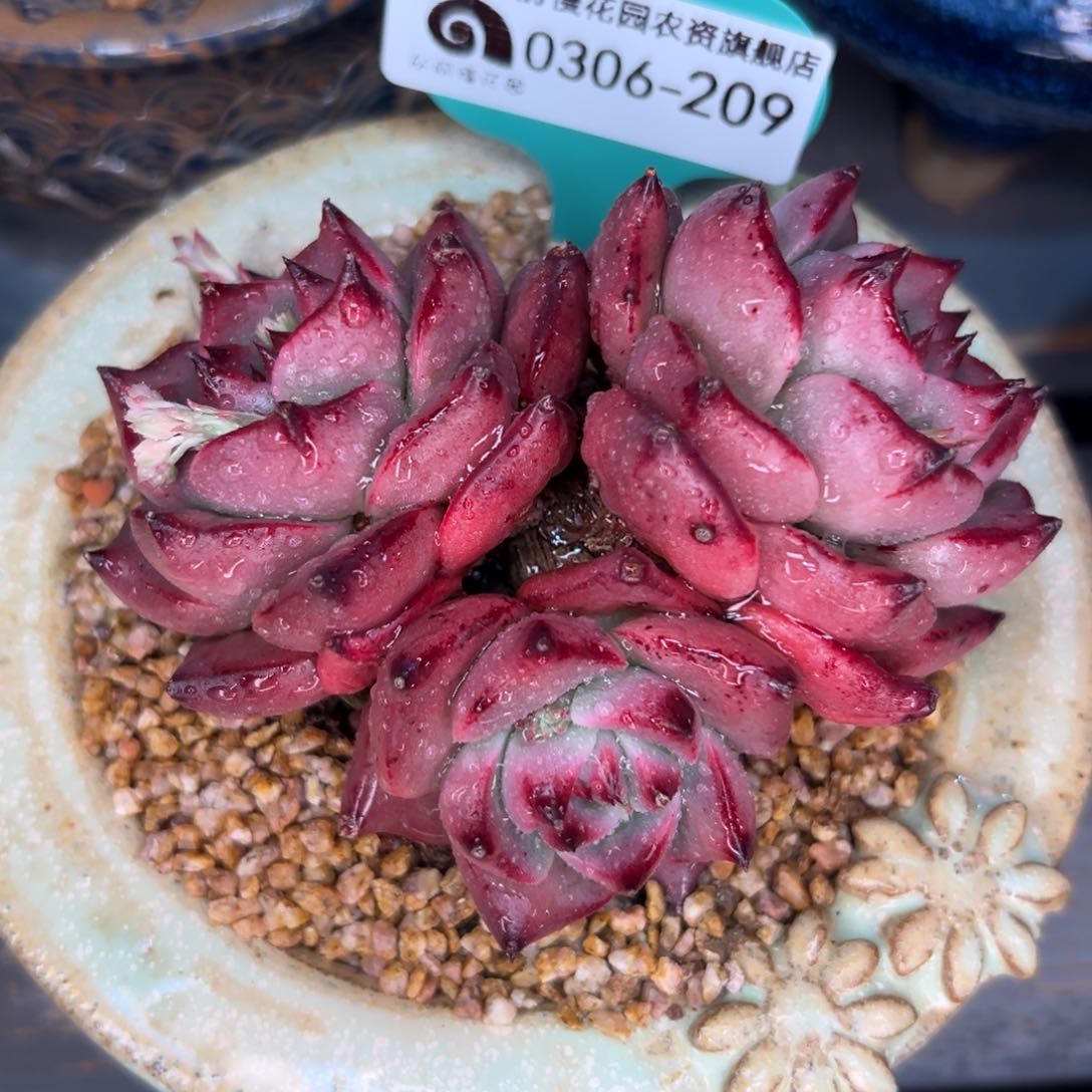 多肉一物一拍0306-209