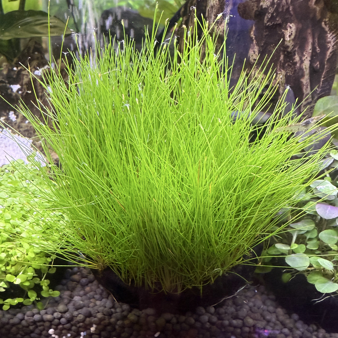 新手懒人适用大莎草大坨增氧水草无需底砂鱼缸造景