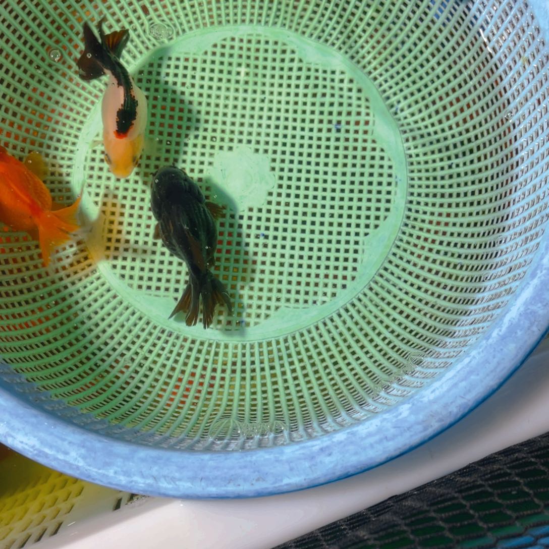 海水鱼花泰狮金鱼86