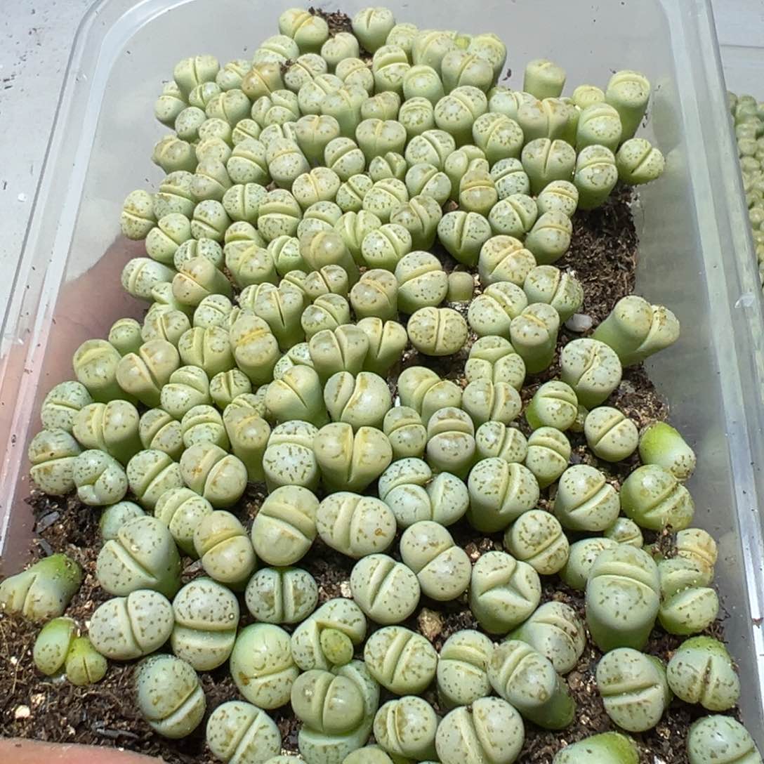 【闪购商品】 447。     